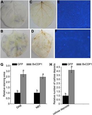 The key molecular pattern BxCDP1 of Bursaphelenchus xylophilus induces plant immunity and enhances plant defense response via two small peptide regions